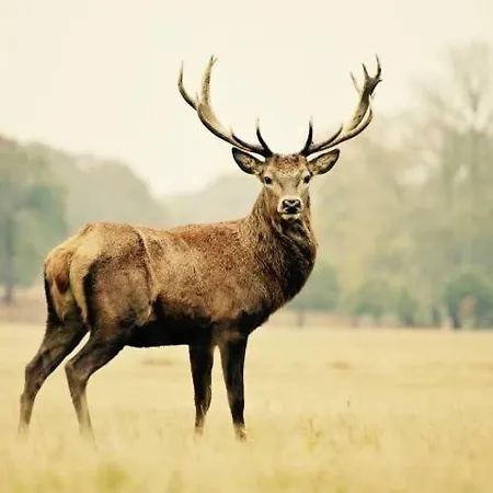 Le Cerf Volant Semesterbostad Adainville