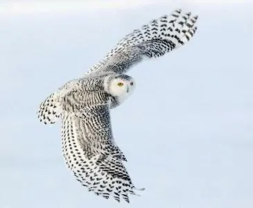 Le Cerf Volant *
